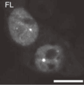 螢幕擷取畫面 2026-03-16 105028.png